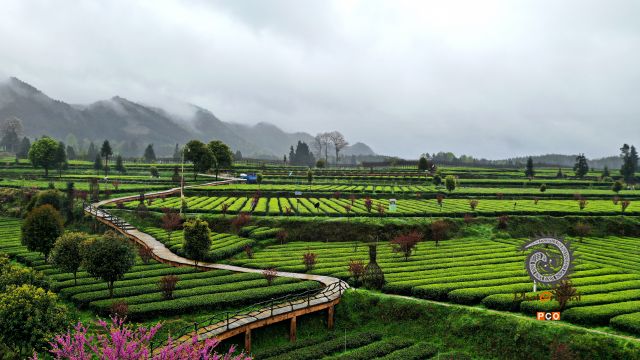 《茶园》
