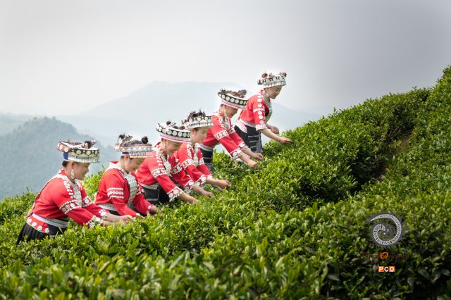 云雾山上采茶忙