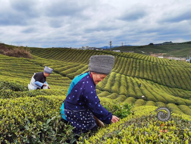 《采茶时节》