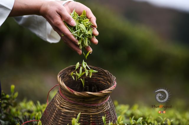 干净春茶竹篓装