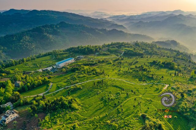 盘云山生态茶园