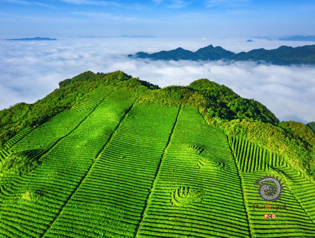 和尚坪云上茶园