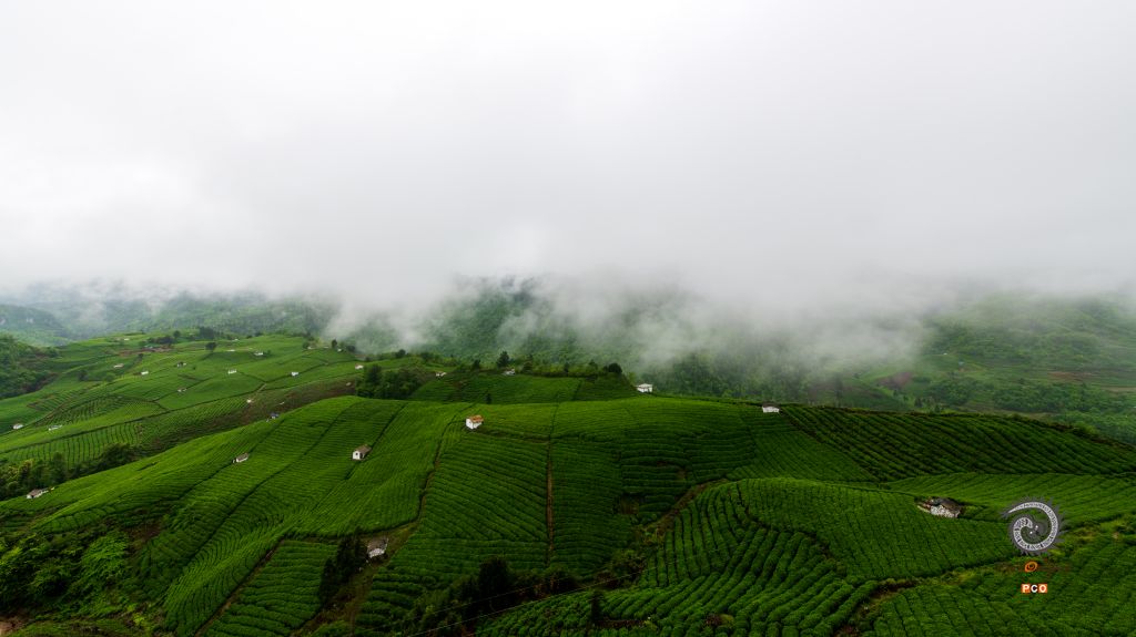 晨雾锁茶深