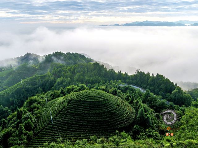 专业组《专业类》仙境中的茶园