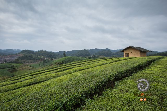 《永兴万亩茶场2》