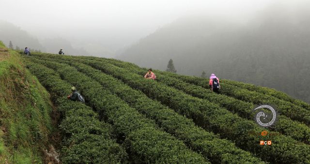 《晨雾茶场》