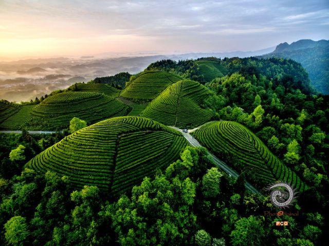 专业组〈专业类〉生态茶园  春  组照1