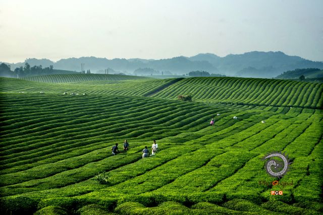 专业组《专业类》湄潭茶场  组照5