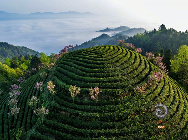 专业组〈专业类〉《贵茶入云端》