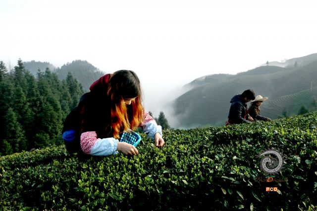 专业组 《人文类》湄潭翠芽茶   组照1
