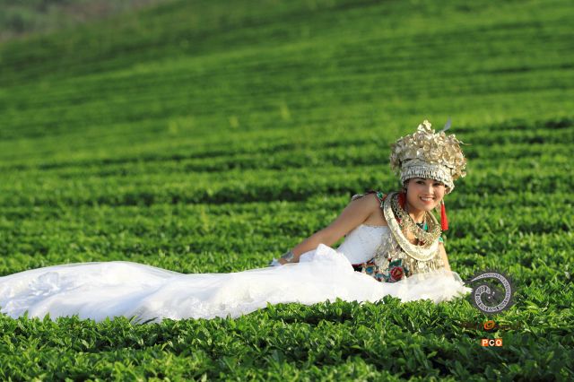 《茶山靓影》