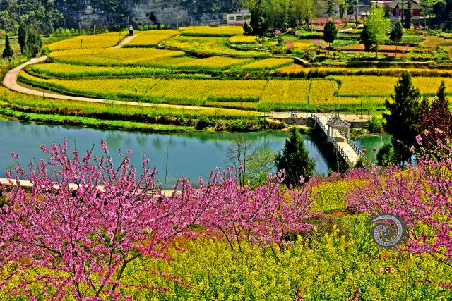 花香两岸