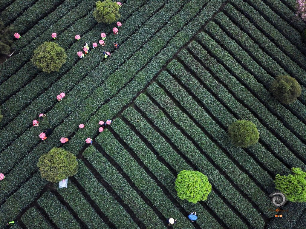 茶园春韵
