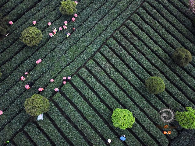 茶园春韵
