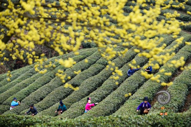 “扶贫茶园”采茶忙