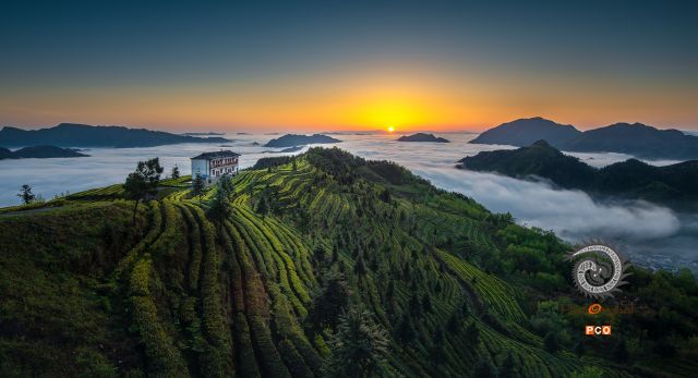 云海茶山迎朝阳