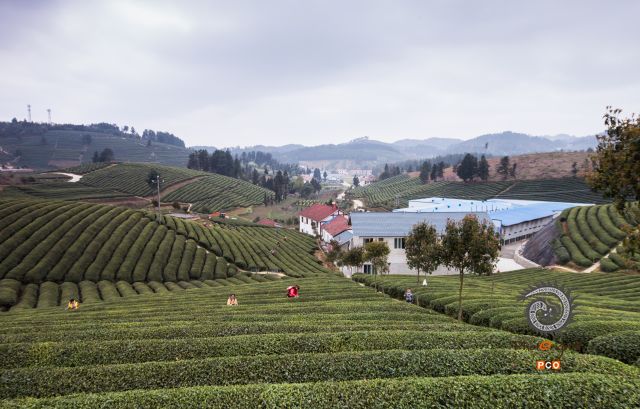 《二龙茶山1》