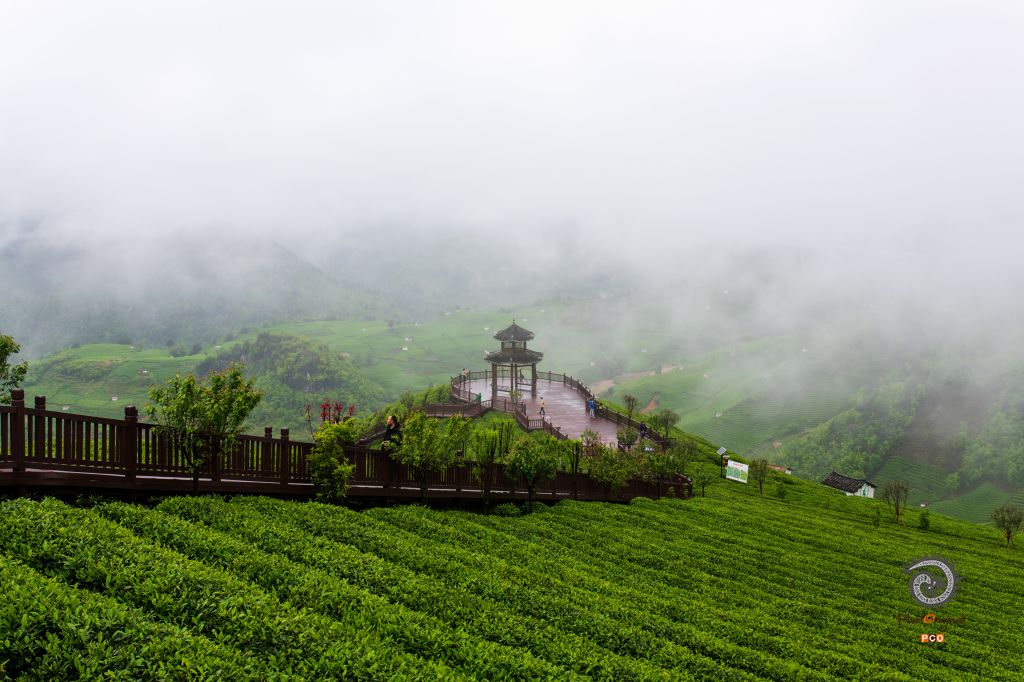 晨雾锁茶深