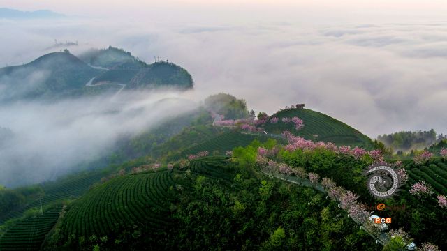 专业组〈茶旅路线〉茶旅在湄潭的象山 组照3