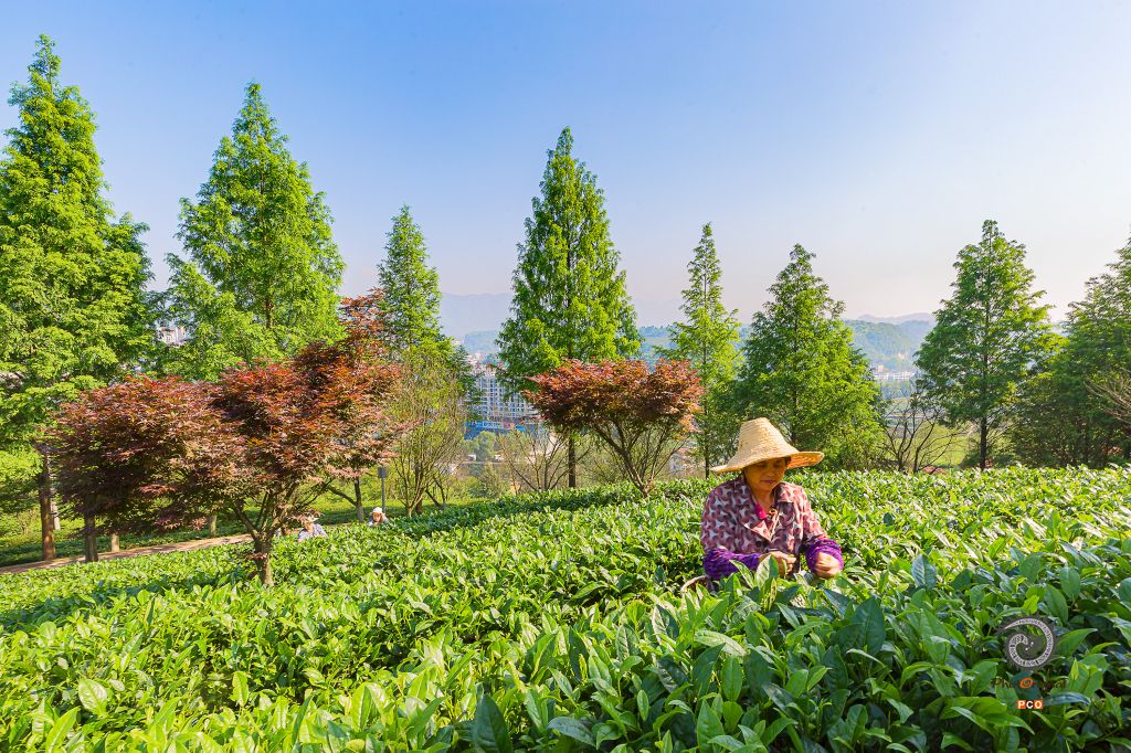 茶城新貌