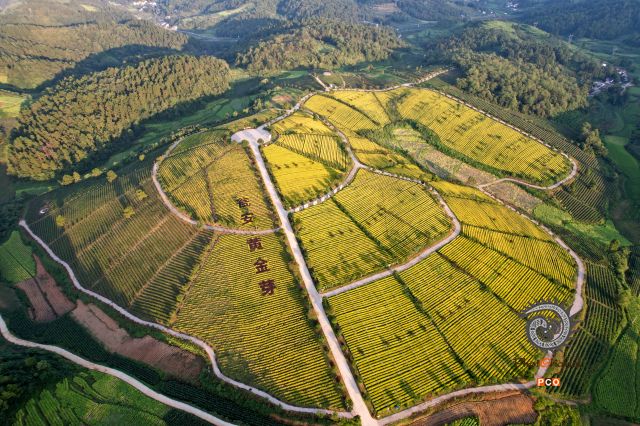 瓮安建中黄金芽