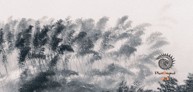雪竹