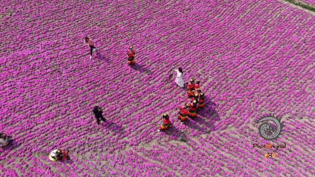 芝樱花悄然绽放  花香四溢醉游人