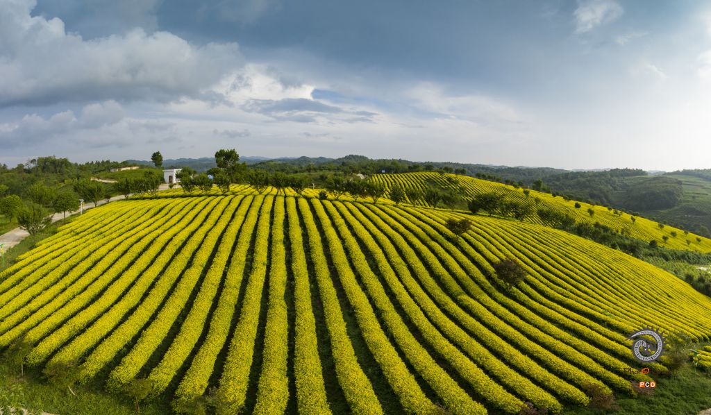 《茶园诗行》