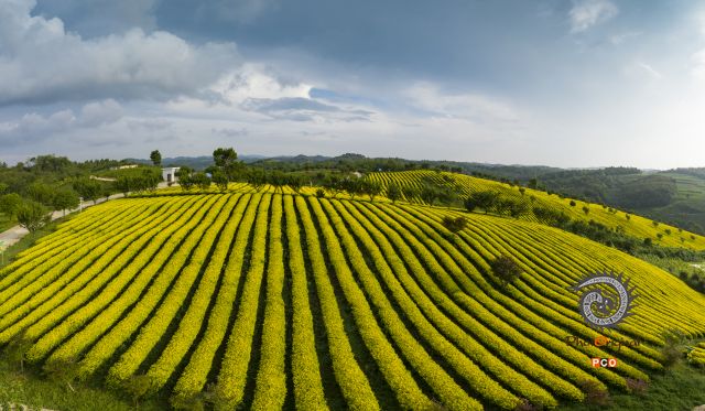 《茶园诗行》