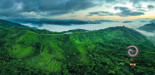 万亩茶园（非专业组）