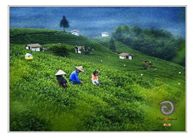 《云雾采春茶》（青少年组）