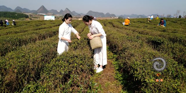采茶