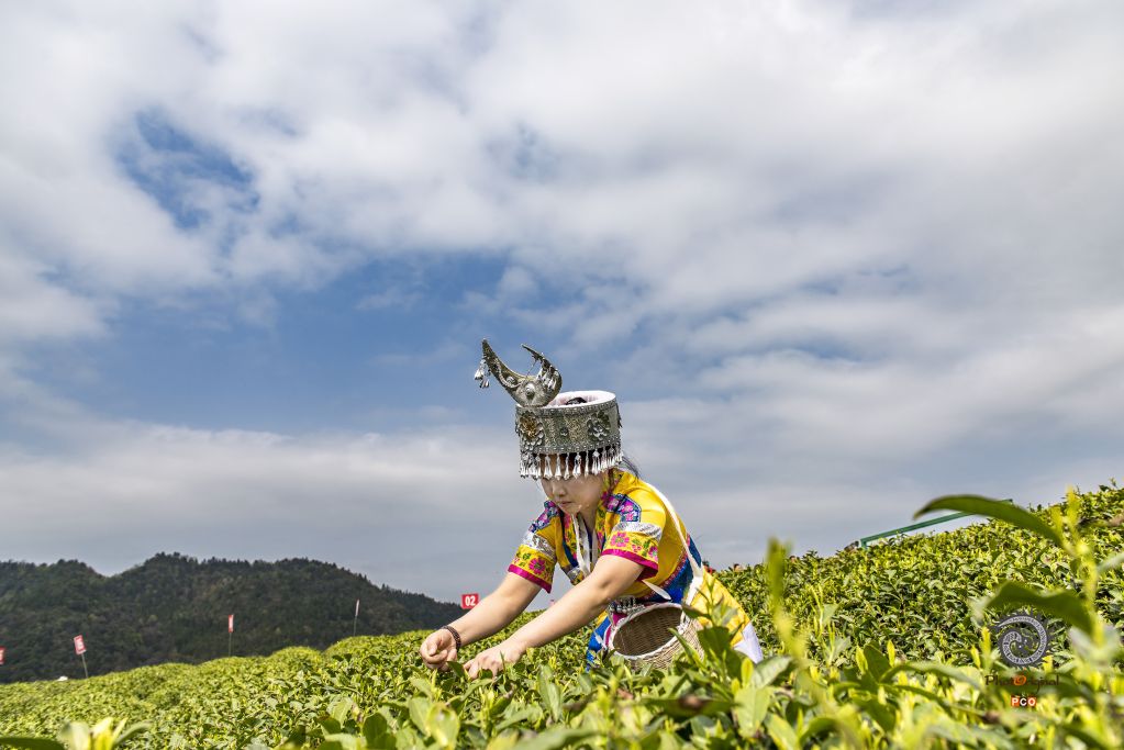 巧手采摘云中茶