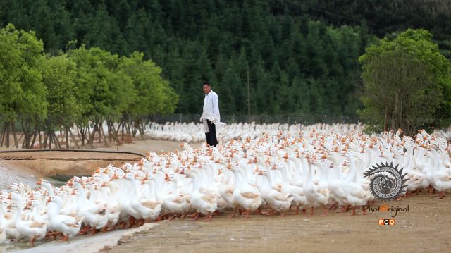 牧鹅