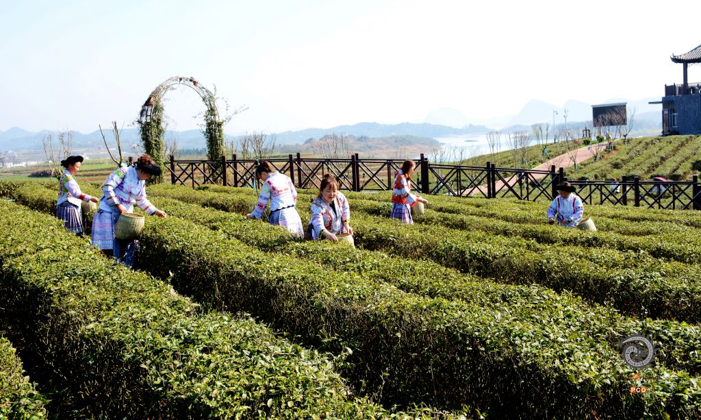 采茶