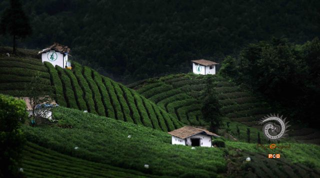 贵州茶有机茶