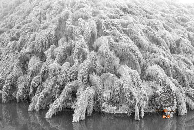 雪染翠竹