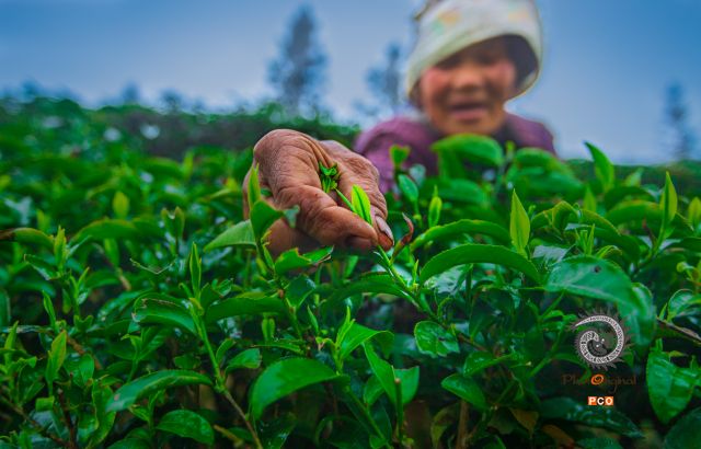 古茶新芽