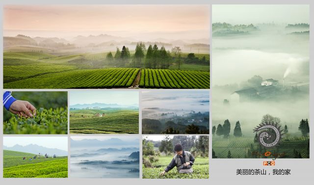 美丽茶山，我的家