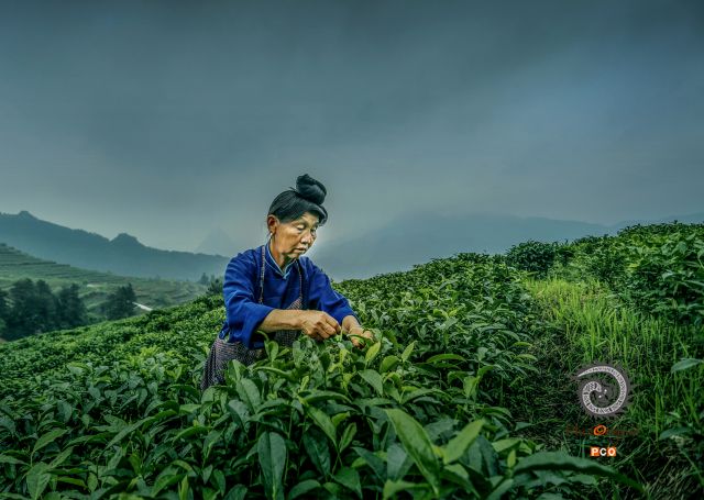 《手工制茶》（专业组）人文类