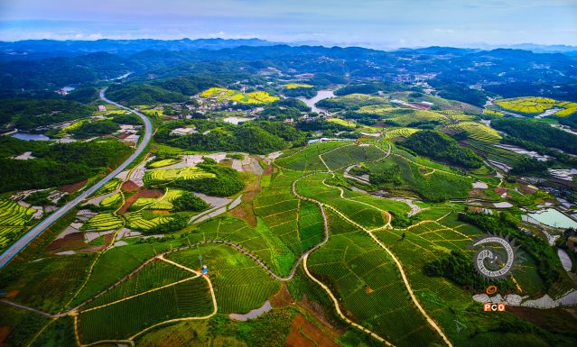 《生态茶园》