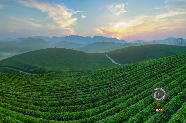 苗岭茶海景色秀丽
