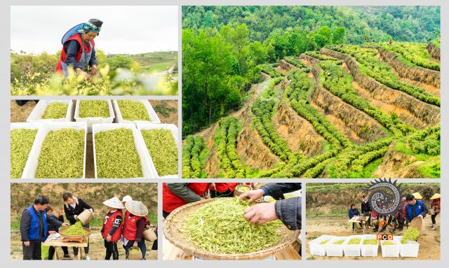 《采茶时节》