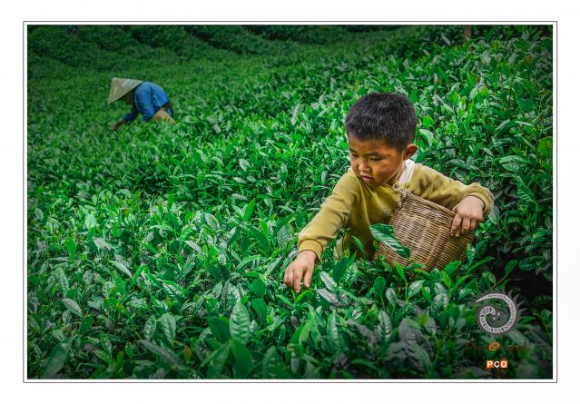 采茶娃（青少年组）