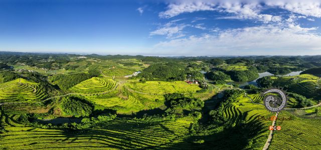 《瓮安黄金芽基地》