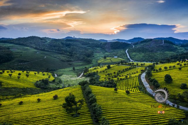 《夕照茶园》
