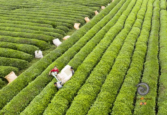 安顺茶场