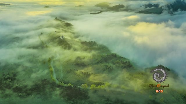 《茶山晨雾》