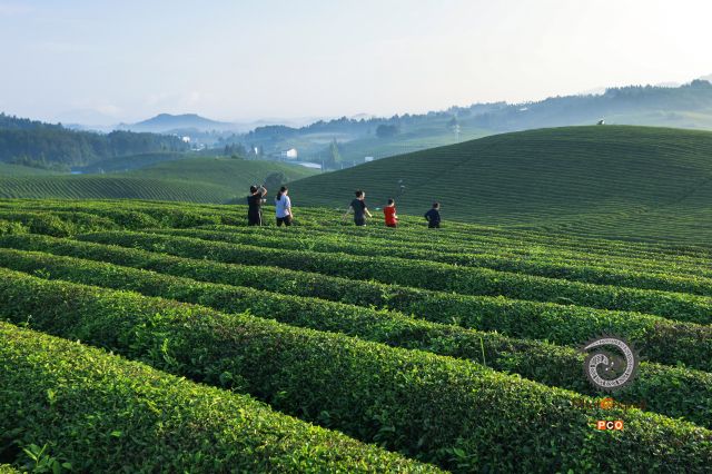 茶园的早晨