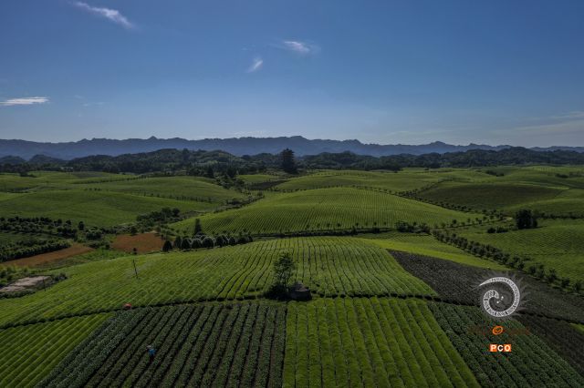 茶海